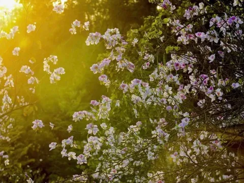 Hoa ban bung nở ngập tràn Điện Biên