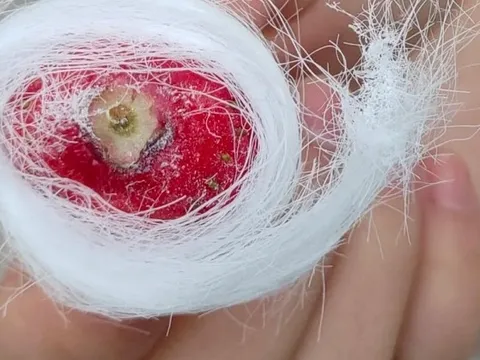 Ở vùng này có món kẹo tơ sen lạ lùng: Hóa ra lại là thức quà tuổi thơ lớn cùng bao người dân Việt!