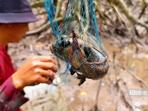 Theo chân ngư dân săn “cá biết bò” ở Đất Mũi