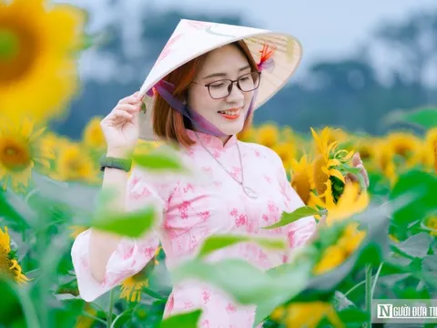 Mê mẩn vườn hoa hướng dương trên quê hương Bác Hồ 'hút' giới trẻ check-in