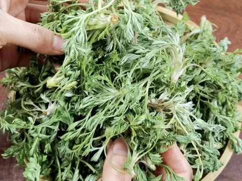 Bắt được "báu vật" mùa xuân mọc đầy rải rác: Đem làm món hấp ngọt mềm tơi xốp, nhà nội nhà ngoại gắp không ngừng đũa