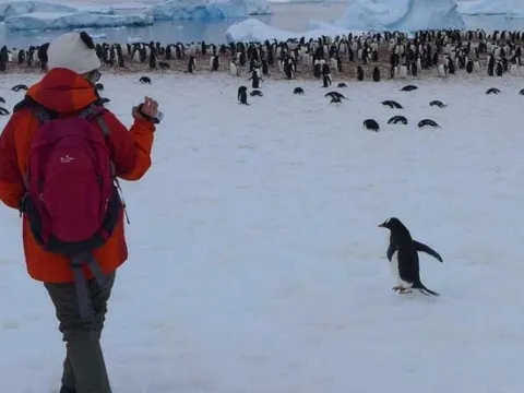 Dành dụm cả năm, chi 380 triệu đồng để du lịch Nam Cực, nữ du khách rơi vào "cơn ác mộng"