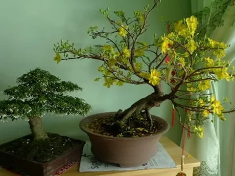 Cảnh báo đặc biệt tới các gia đình vẫn đang bày hoa từ Tết và ngày Rằm