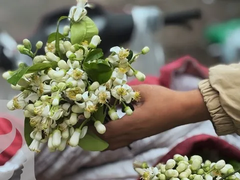 Đặc sản tháng 3 Hà Nội đã xuất hiện!