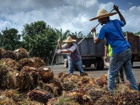 Xăng, dầu tăng giá chóng mặt, loại dầu được coi là 'nhiên liệu tương lai' này có lên ngôi?