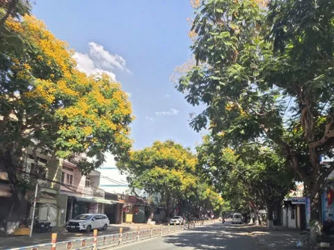Phố phường Đồng Nai rực rỡ sắc vàng, loài cây quen thuộc bỗng thành điểm nhấn