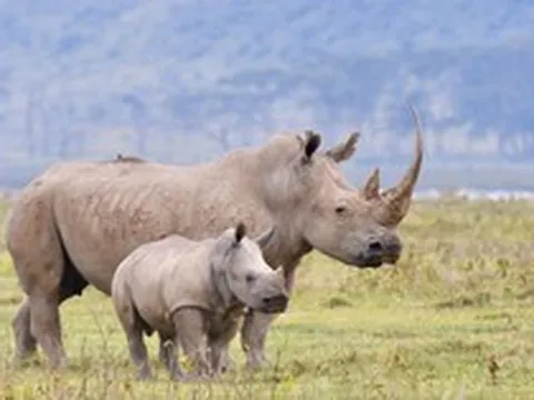 Phía Nam Phi nói gì về việc đại gia Khoa 'kim cương' bị bắt giữ?