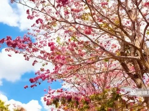 Cận cảnh con đường hoa kèn hồng đang “gây sốt” ở Cần Thơ