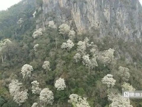 Đẹp ngỡ ngàng mùa hoa trắng phủ kín núi rừng xứ Thanh