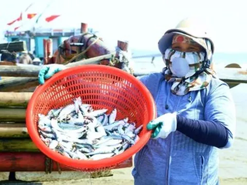 Chi phí tăng cao, ngư dân xứ Thanh vẫn bám biển mùa cá trích