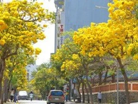 Hoa phong linh "nhuộm vàng" Vũng Tàu, du khách rộn ràng check-in