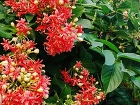 Top 10 loài hoa thơm bậc nhất thế giới, số 1 được trồng khắp Việt Nam