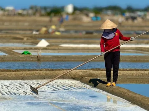 "Hạt ngọc của biển" tăng kỷ lục, người dân phấn khởi vào vụ mới