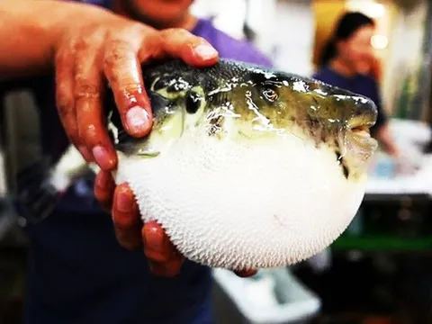 Bắt loại cá quen thuộc trong vườn nhà ăn, 3 người tê lưỡi nguy kịch