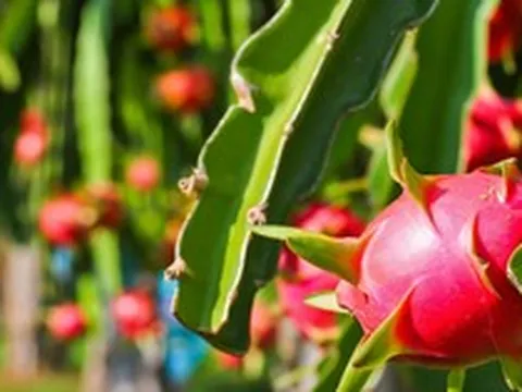 Bộ Nông nghiệp và Môi trường nói gì về tần suất kiểm tra của EU với thanh long từ Việt Nam?