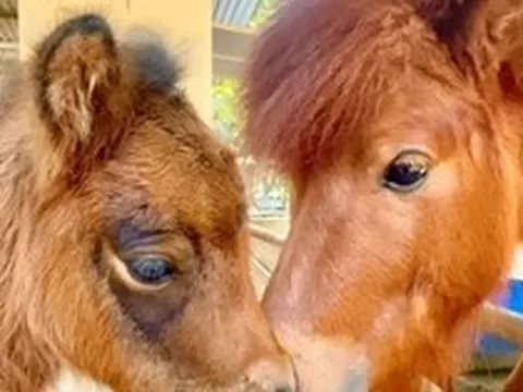 Bé ngựa lùn siêu đáng yêu 'đốn tim' du khách ở Thảo Cầm Viên