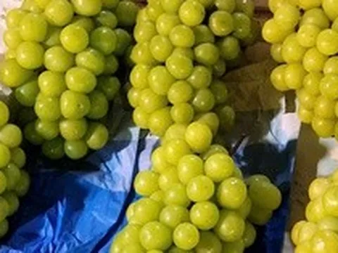 Việt Nam chi hàng trăm triệu USD nhập khẩu nho tươi Trung Quốc