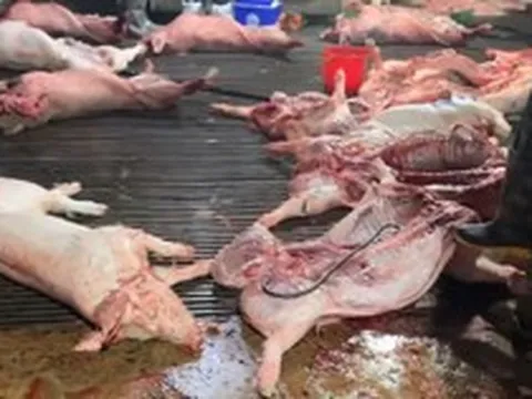 Sự thật kinh hoàng trong lò mổ cung cấp thịt cho chợ Hà Nội: Khoảng 3.600 con lợn dịch đã bị tuồn ra thị trường