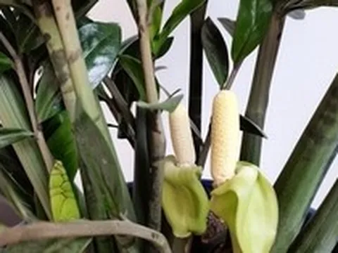 5 cây ra hoa là gia chủ "có lộc", tiền bạc rủng rinh, vận may tìm đến tận cửa