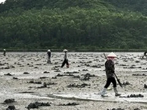 Lùng sục “vàng ròng” dưới bùn ở Quảng Ninh có giá 6 triệu/kg được dân địa phương gọi là “vị thần” của các món nước