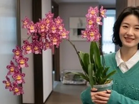 Trồng thử chậu lan vũ nữ da báo giá "bèo", mẹ đảm bất ngờ vì hoa nở rực rỡ suốt cả tháng, nhà cửa bừng sáng sinh khí