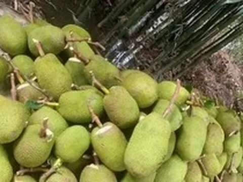 Trở tay không kịp vì giá mít 'lên đỉnh, xuống đáy'