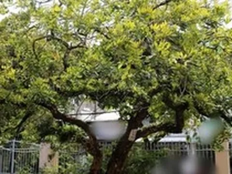 Không phải mê tín: Trong nhà có 6 loài cây này, càng trồng càng may mắn, bảo sao người giàu thích mê