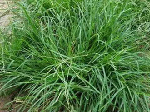 "Nước mát tự nhiên" từ loại cỏ dại giúp thanh nhiệt, lợi tiểu