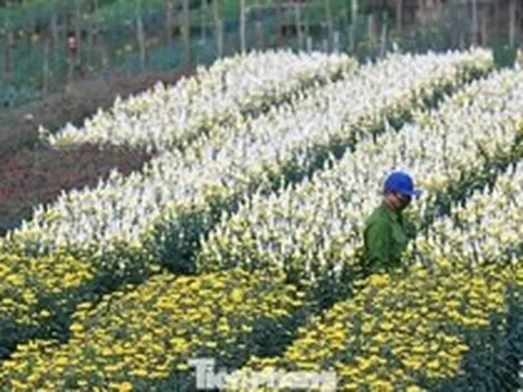 Miên man trên cánh đồng hoa sắp bung nở bên sông Hồng