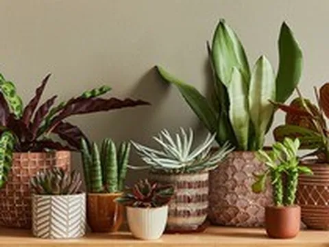 Trồng cây trong chậu "kỵ" nhất 7 sai lầm này - biết tránh thì cây xanh tốt quanh năm