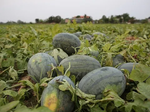 Dưa được mùa, chín đầy ruộng nhưng người trồng vẫn lo "sốt vó"