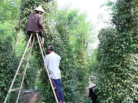 Nông dân Đồng Nai trúng mùa hồ tiêu