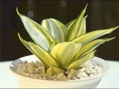 5 kiểu người hợp trồng cây lưỡi hổ nhất