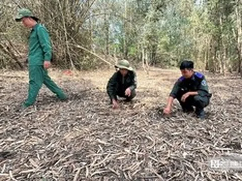 Canh lửa mùa khô: Giữ bình yên rừng Tràm Chim, Gò Tháp