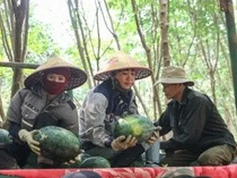 Giá dưới 3.000 đồng/kg, nông dân vựa dưa hấu lớn nhất Quảng Trị lỗ triền miên