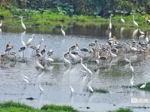 Tràm Chim "hồi sinh", hàng nghìn cánh chim trở lại