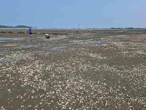 Lấy mẫu phân tích nguyên nhân ngao chết bất thường ở Hà Tĩnh