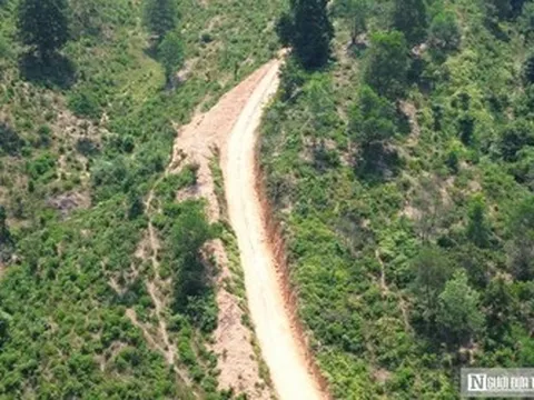 Dừng khai thác hơn 5ha rừng ở Huế do không có hồ sơ pháp lý