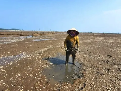 Vụ ngao chết hàng loạt: Nhiều năm tái diễn, gây thiệt hại cho người nuôi