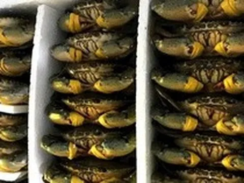 Cua biển Cà Mau tăng hơn 100.000 đồng/kg dịp lễ 30-4 và 1-5