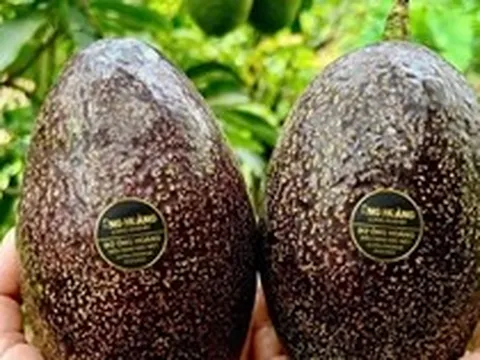 Bơ 160.000 đồng/kg vẫn ‘cháy hàng’, khách muốn mua phải đặt trước cả tháng