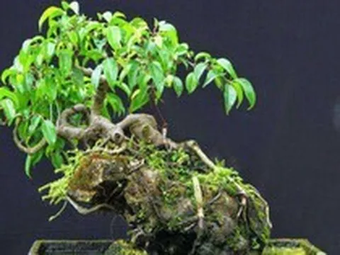 3 cây bonsai "giữ tiền như két sắt": Giá cả phải chăng lại trấn trạch, hút tài cho gia chủ