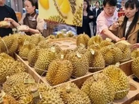Kéo cả vali đi gom sầu riêng: Người phụ nữ gây sốt khi mua 14kg với giá chỉ 1 triệu đồng