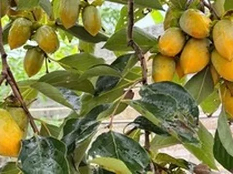 Lời khuyên dành cho các gia đình đang trồng cây hồng