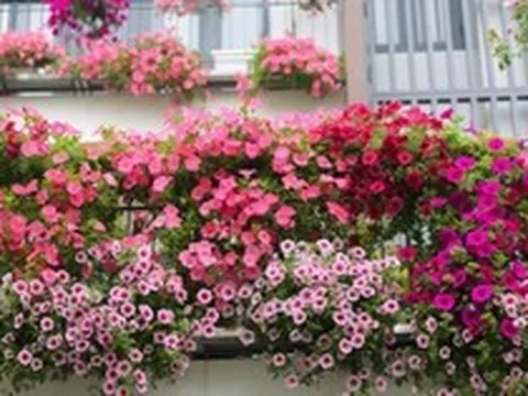 8 loại hoa nở quanh năm không biết mệt, lại còn dễ trồng dễ chăm