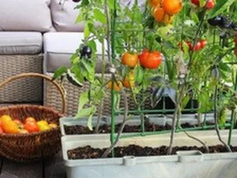 7 loại cây tốt nhất để trồng ở ban công: Vừa được thu hoạch trái ăn, vừa đẹp mắt