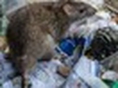 Bộ Y tế cảnh báo virus Hanta sau chùm ca tử vong trên tàu du lịch ở Nam Đại Tây Dương