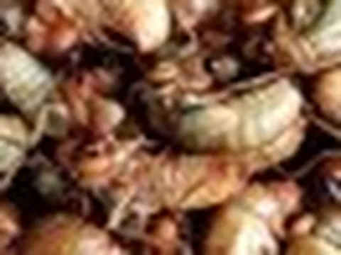 Ăn ve sầu, nhiều người nhập viện