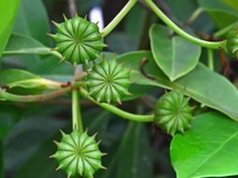 Đắt hơn sầu riêng, Việt Nam đón tin vui từ một loại ‘sản vật’ trời ban: Chỉ rất ít quốc gia trồng được, giá gần 4.000 USD/tấn