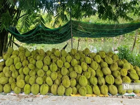 Sầu riêng biến động khó lường, nhà vườn “đứng ngồi không yên”